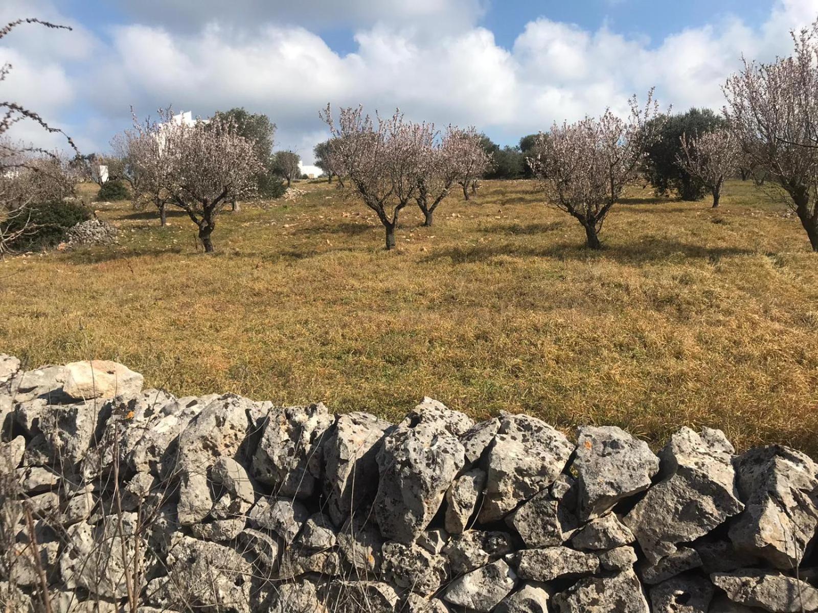 Piccolo Trullo Ostunese Le Jardin De Sophie' Ostuni Bagian luar foto