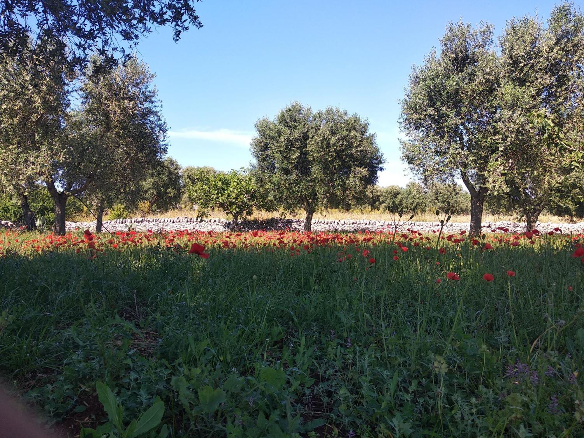 Piccolo Trullo Ostunese Le Jardin De Sophie' Ostuni Bagian luar foto