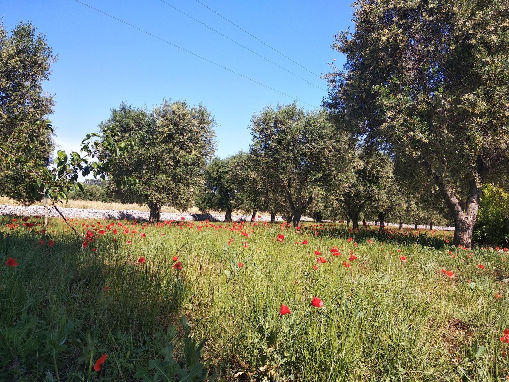 Piccolo Trullo Ostunese Le Jardin De Sophie' Ostuni Bagian luar foto